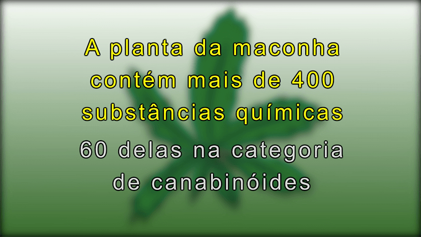 Como funciona a maconha e o que ela faz com seu corpo